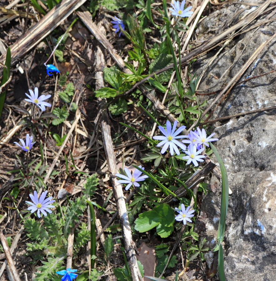 Ветреница кавказская Anemone caucasica